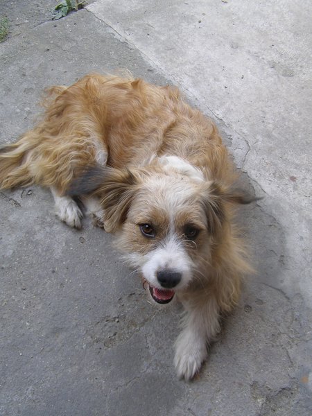 Nádej pre opustené zvieratá