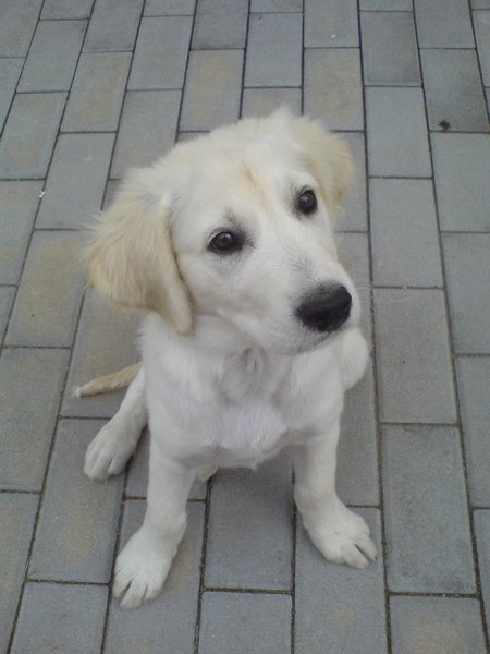 Pozvánka: 11. ročník umiestňovacej výstavy Sen zvierat