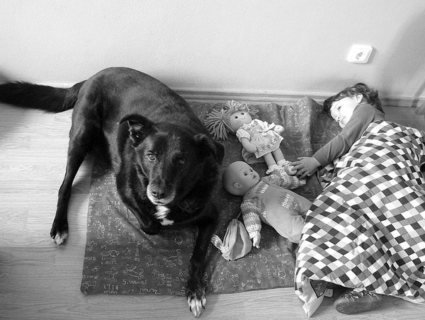 Štatistika: Česi a zvieratá z útulkov