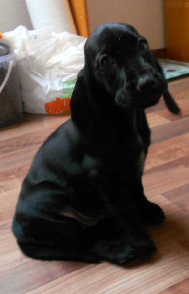 5 dôvodov, prečo je dôležité psa a mačku pravidelne odčervovať