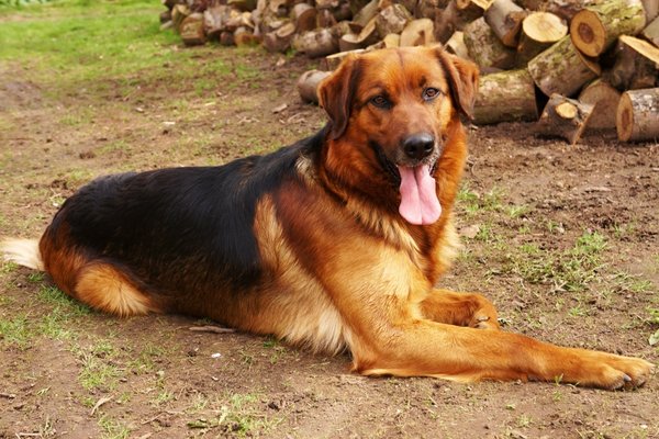 Pár tipov pre krásnu srsť