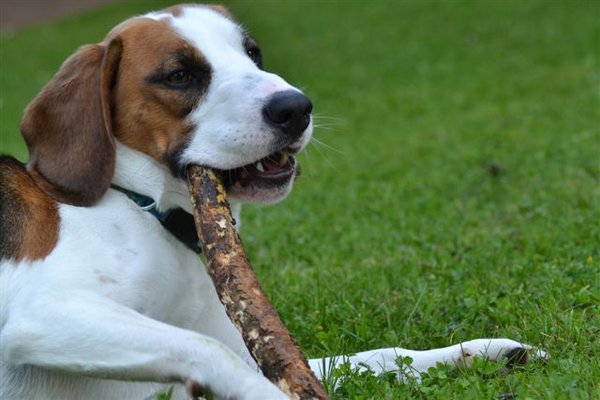 Papierové šteňa, alebo pes z útulku?