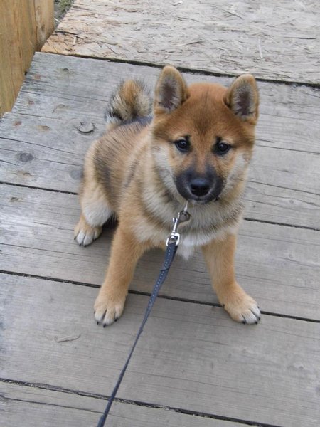 6 častých chýb pri výcviku