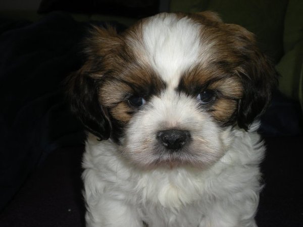 Na zbierku STOP MNOŽÍRNÁM sa vybralo už takmer 70 tisíc korún