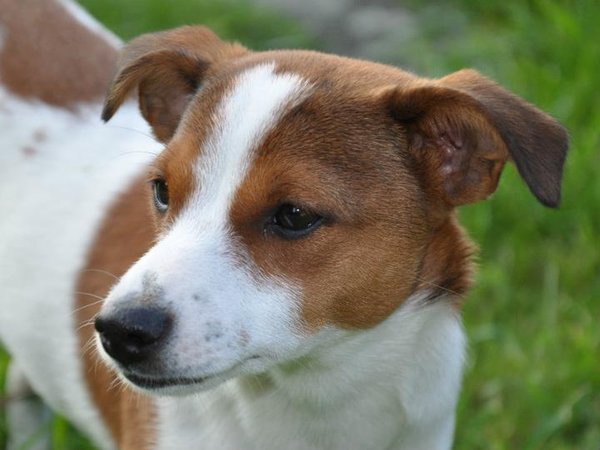 Svetový deň boja proti besnote