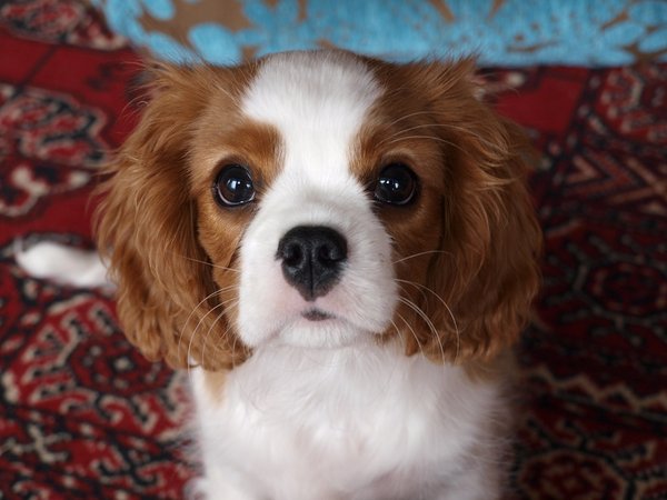 Vyjadrenie Komory veterinárnych lekárov SR k vegetariánskemu kŕmenie psov