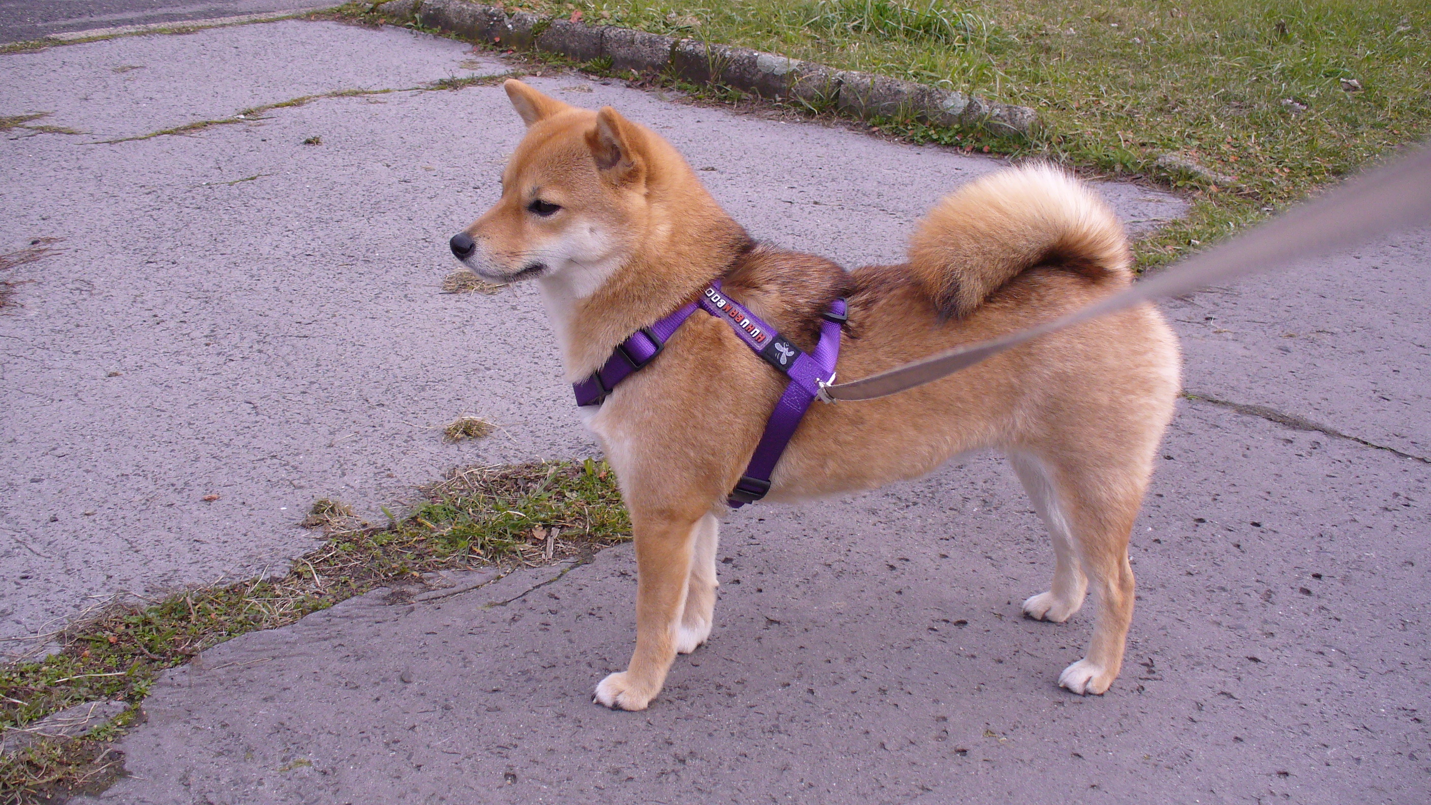 Privolanie psa pozitívnou motiváciou: základy