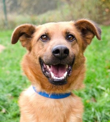 Sedmero psích zákonitostí