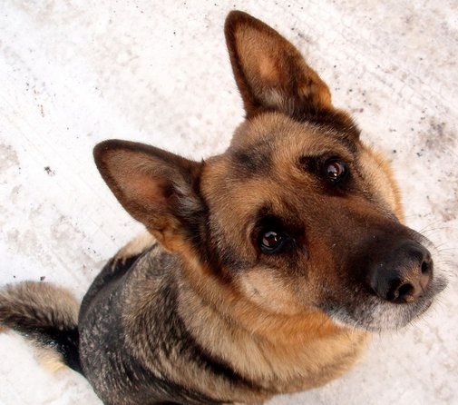 Charitatívne zbierka pre psov a mačky z útulkov