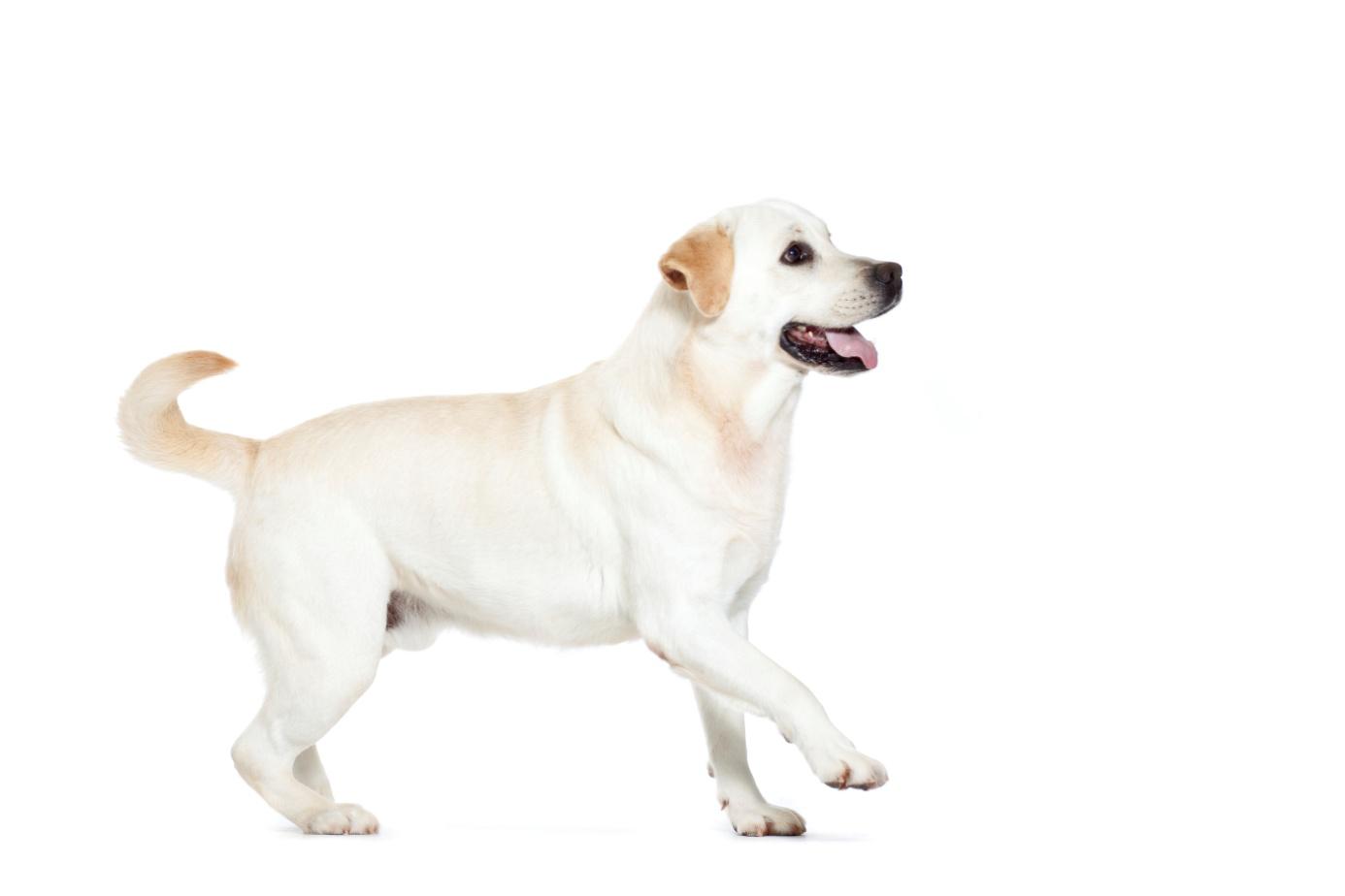 Mačka nie je malý pes