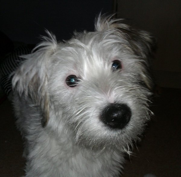 Reprodukčný cyklus fen