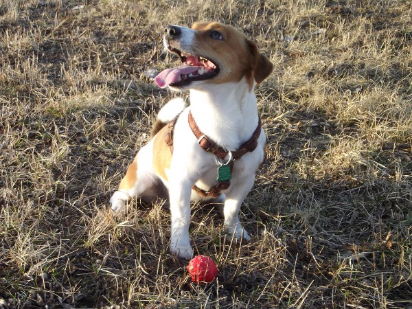 Venčenie psov na objednávku