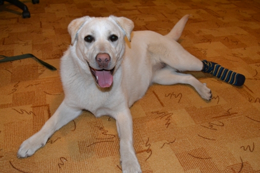 EIC - záťažou vyvolaný kolaps u retrieverov