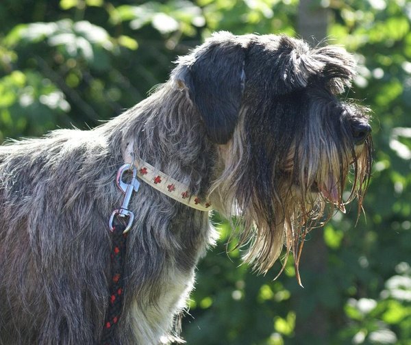 Opustené zvieratá sa radujú zo 45,3 ton darovaných granúl