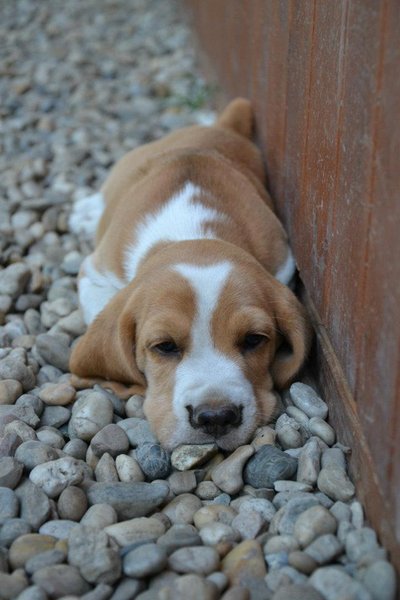 Socializácie nie je veda, to vie každé malé šteňa