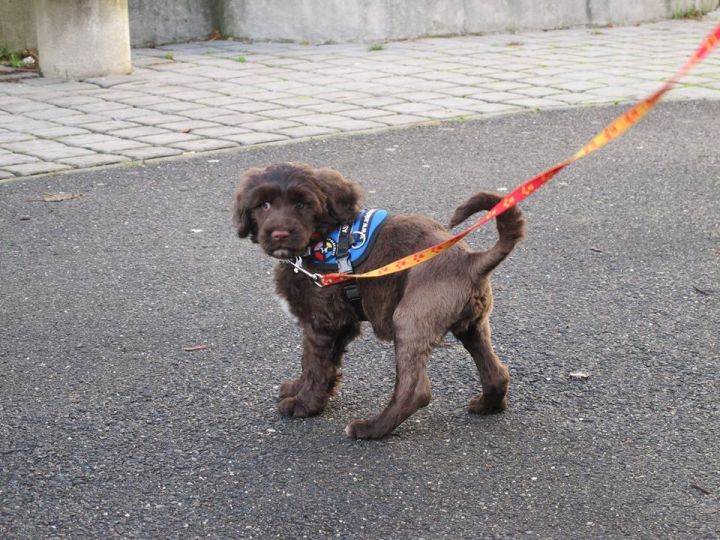 Staňte sa profesionálnym psíčkar