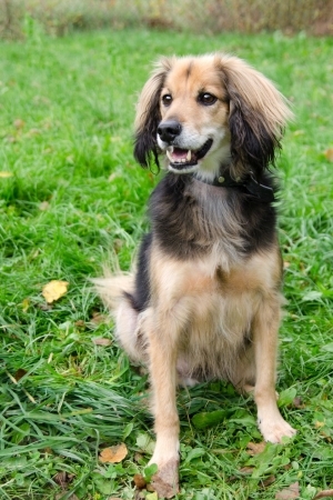 Představní útulku Zlín - Vršava