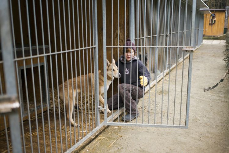 Útulky sa po hlučných silvestrovských oslavách plní zvieratami