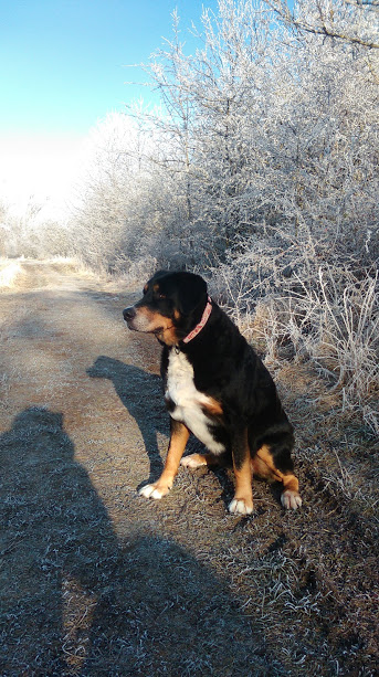 10 novoročných predsavzatí pre majiteľov zvierat