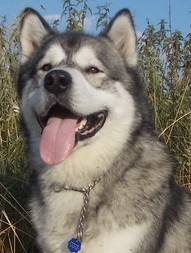 Pozvánka: Šampión Šampiónov 2016