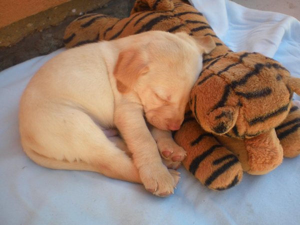 Syndróm toxického materského mlieka