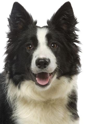 Starostlivosť o psov a mačky v zimnom období