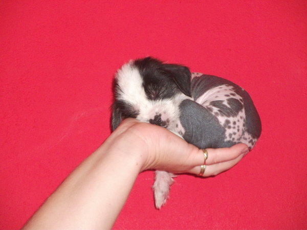 Novonarodené šteňa a jeho reflexy