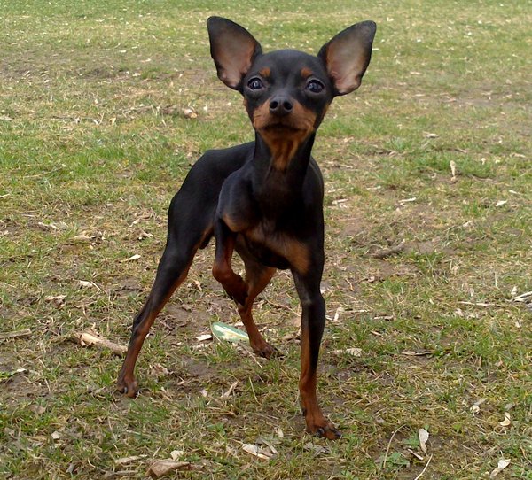 Desatoro spolužitie ľudí a psov (nielen) v meste