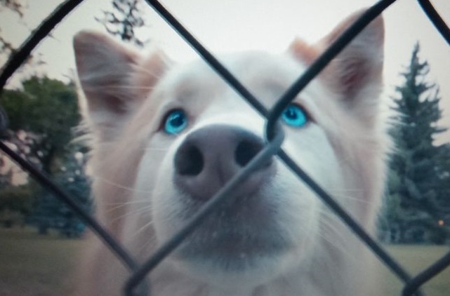 Novinka v kinách: Psie poslanie