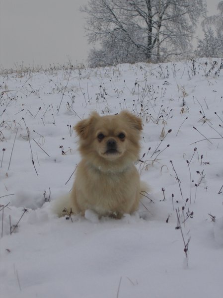 Chytí pes ľudskú chrípku?