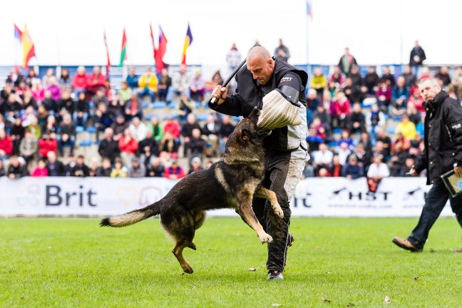 Hľadá sa kynológov roku 2016