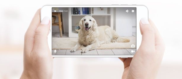 Technologická vychytávka: Pozrite sa, čo robí váš domáci maznáčik, keď nie ste doma