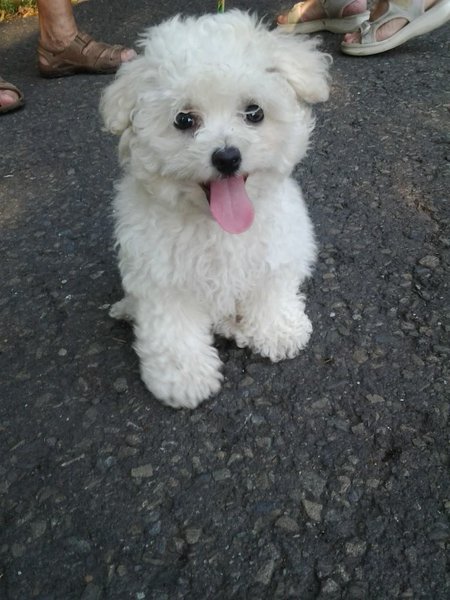 Silvester: rekordný počet stratených šteniat