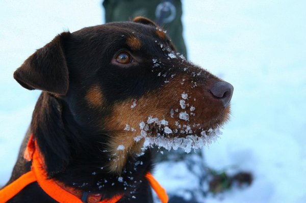 Najčastejšie potravné alergény u psov a mačiek