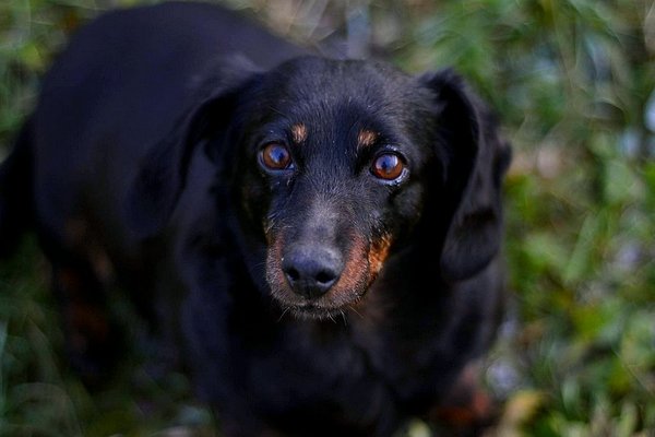 Ďakujeme za pomoc útulkom!