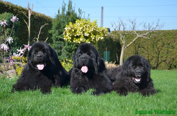 15 faktov o torzii žalúdka