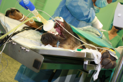 Aj psy môžu darovať krv