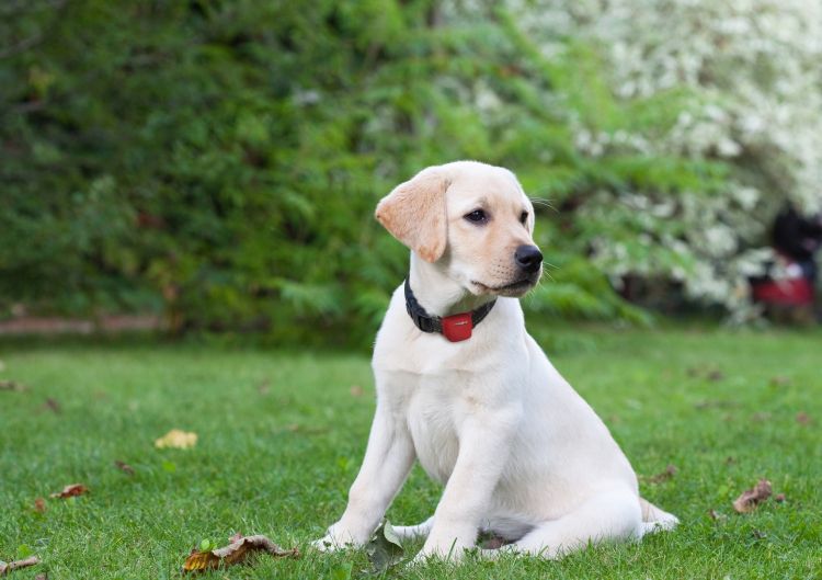 Technologická vychytávka, vďaka ktorej ľahko nájdete zatúlané zviera