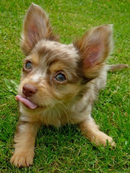 6 dôvodov, prečo zviera odčervovať