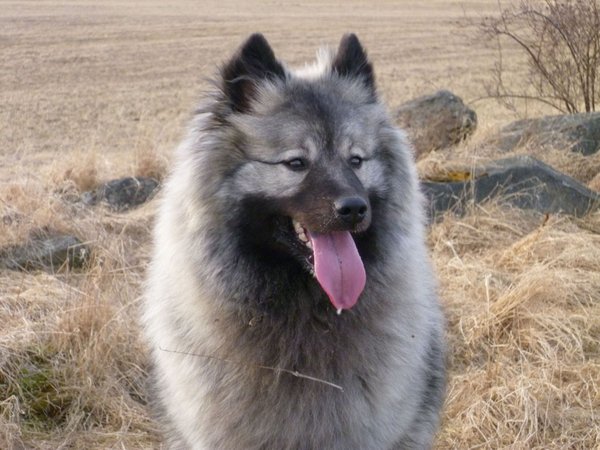 Rodokmeňová, chovné zvieratá a plemenné hodnota psov s PP