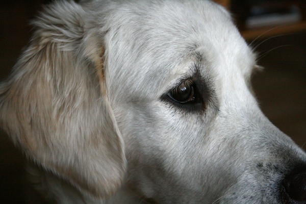 Čo je to idiopatická epilepsia?