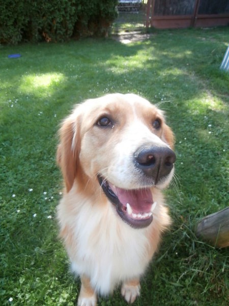 Prieskum medzi chovateľmi na tému antiparazitiká