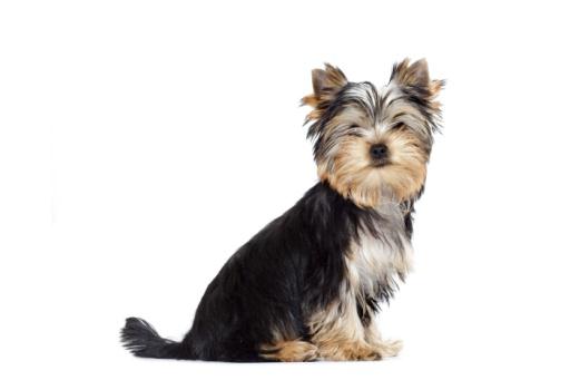 Parukářka bude v nedeľu patriť jorkšírům