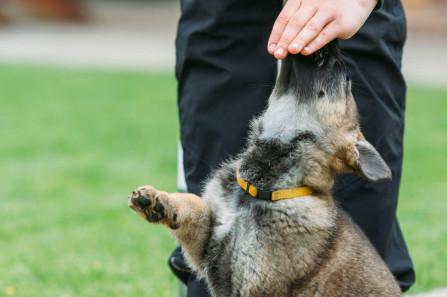 Športové kynológie