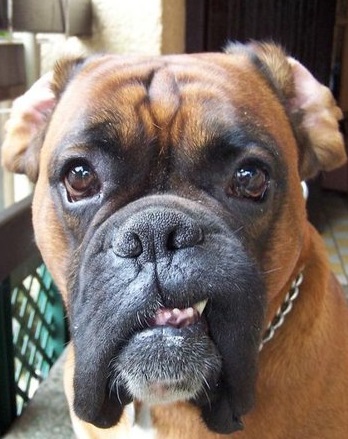 Chyby chrupu a zhryzu