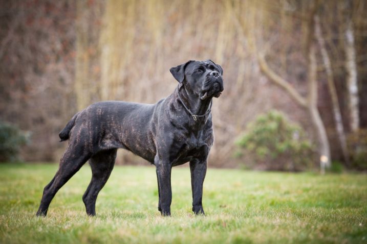 Priemerný vek psov plemena Cane Corso je vo vzťahu so sfarbením srsti