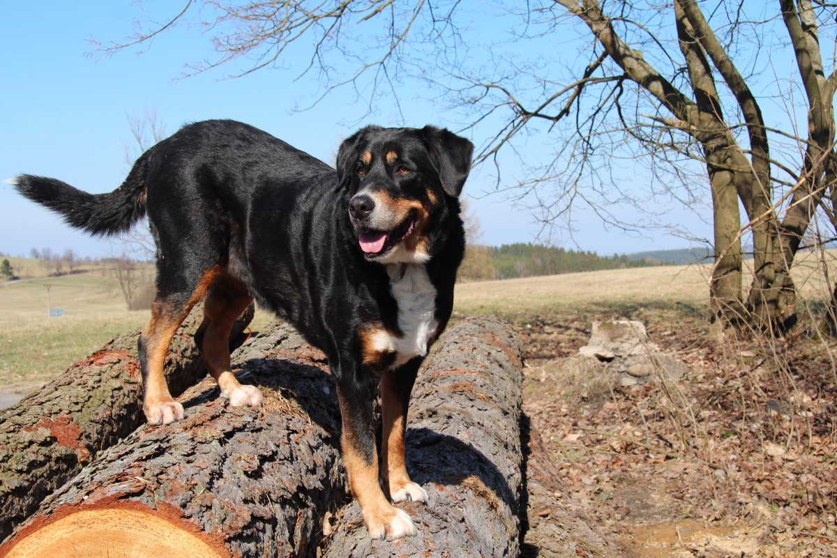 Koinfekcie lymskej boreliózy a anaplazmóza