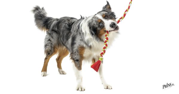 Dupnúť, ohnúť a ťahať! Tipy na bezpečné hračky pre psov