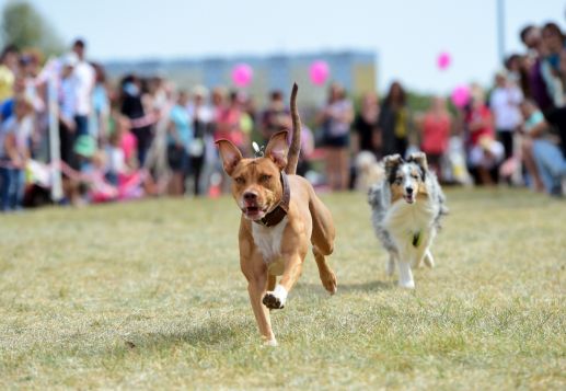 Pozvánka na druhý ročník podujatia Psie deň s Prahou 13