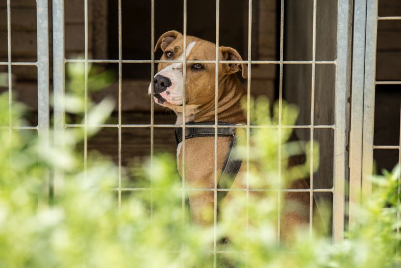 Kampaň "Pomôžte naplniť misky v útulkoch" bude rozdávať krmivo už po deviaty raz